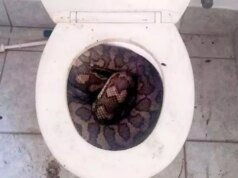 3,5 metre uzunluğundaki yılan, tuvaletini yapan adamın penisini parçaladı