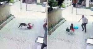 Pitbull, sokakta oynayan çocuğa saldırdı