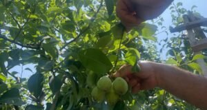 Zirai don ve kuraklık etkili oldu… Fiyatı yüzde 100 arttı: Armut dalda kilosu 40 lira!