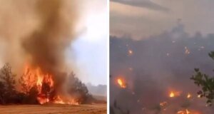 Bilecik’teki yangından yürek burkan görüntüler! Orman alevlere böyle teslim oldu