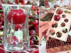 Çay bardağına sığmayan Lapseki kirazında hasat başladı