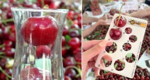 Çay bardağına sığmayan Lapseki kirazında hasat başladı