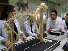 Hayvan kemiklerinden yapılan iskeletler yapay zekayla dijitale aktarılıyor