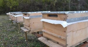 Mardin’de arı üreticilerine 4 bin kovanı dağıtıldı