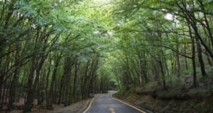 Ülke genelinde 47 ilde ormanlara giriş yasaklandı