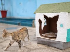 Sıfır Atık Girişimi Senegal’de kedi evlerine ilham oldu