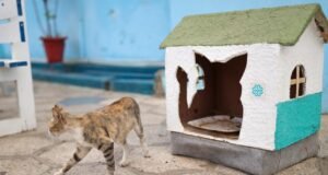 Sıfır Atık Girişimi Senegal’de kedi evlerine ilham oldu