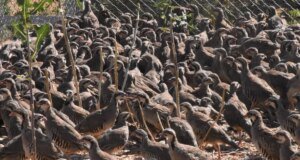 Kene ile mücadele için binlerce keklik doğaya bırakılıyor