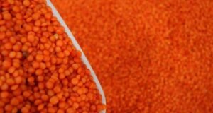 Elazığ’da kırmızı mercimekte 2 bin 574 ton rekolte bekleniyor