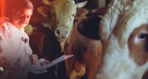 Kurban Bayramı öncesinde 375 bin kurbanlık kontrol edildi