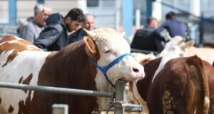ESK, karantina sebebiyle pazarlara gönderilemeyen kurbanlıkları da satın alacak