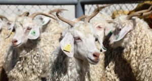 Kurban ibadetiyle ilgili merak edilenler…