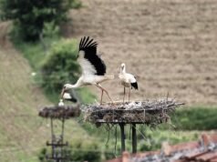 Doğadaki plastik atıklar yavru leylekleri de tehdit ediyor