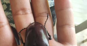 Bu böceği öldürmenin cezası 560 bin TL