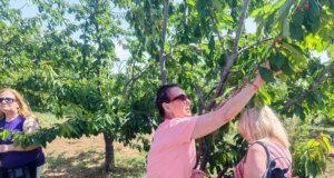 Perihan Savaş Kiraz Hasadına Katıldı