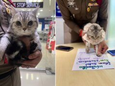 Polisleri canından bezdiren kedi, sabıkalı oldu