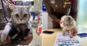 Polisleri canından bezdiren kedi, sabıkalı oldu