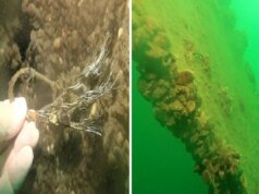 Sapanca Gölü’ne düşen uçağın enkazı 53 yıl sonra yeniden görüntülendi