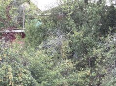 61 yaşındaki sevgililer başlarından vurulmuş halde ölü bulundu