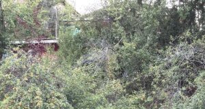 61 yaşındaki sevgililer başlarından vurulmuş halde ölü bulundu