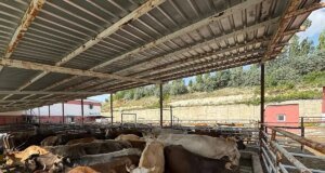 Van’da 975 Büyükbaş Hayvan Kurban Kesimi Başladı