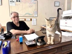 Anne Kedi, Yavrularını Ofise Taşıdı