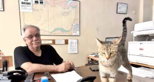 Anne Kedi, Yavrularını Ofise Taşıdı