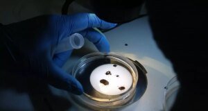 Türkiye’de yeni kene türü keşfedildi! 30’dan fazla hastalık taşıyor