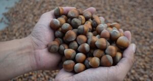 Türkiye’nin fındık rekoltesi alarm veriyor! Yüzde 50’ye varan kayıp yaşanabilir