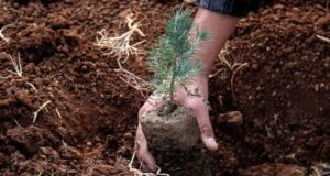 Yanan alanlara neden meyve ağacı dikilmiyor?