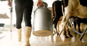 TÜİK açıkladı: Mayısta süt üretimi yüzde 8,2 azaldı