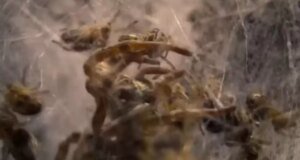 Doğanın korkunç yüzü: Binlerce örümcek yavrusu annelerini canlı canlı yedi!