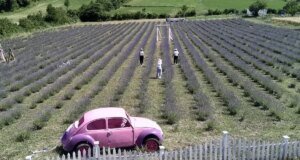 Sinop’ta Kadın Girişimcilerden Lavanta Tarlaları ile Turizme Renk Katkısı