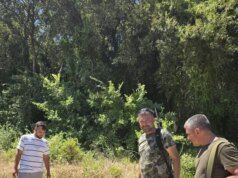 Manavgat’ta hayvan parkından kaçan aslan öldürüldü