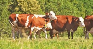 TZOB Başkanı Bayraktar: Şap hastalığı bu yıl daha ölümcül!