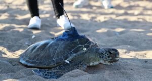 Mersin’de uydu takip cihazı takılan yeşil deniz kaplumbağası denize bırakıldı