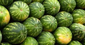 Karpuzdaki büyük tehlike: Bunu yapmadan sakın yemeyin