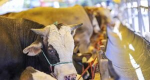 Hayvan pazarları açıldı mı, ne zaman açılacak? Kapalı hayvan pazarları son durum nedir? Bakanlıktan açıklama geldi