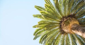 Palm Yağı Hakkında Bilimsel Verilere Dayalı 10 Gerçek