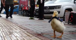 Rize’de Caddede Gezen Sevimli Ördek Görenleri Şaşırttı