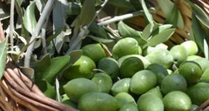 AB tescilli Memecik zeytininden üretilen yağlar ihracat yolunda