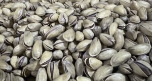 Antep fıstığı ihracatı yılın ilk yarısında yüzde 17 arttı