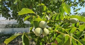 Zirai don buraya uğramadı! Çiftçi rekoltede rekor bekliyor