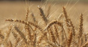 Küresel hububat üretiminde tüm zamanların en yüksek seviyesi bekleniyor