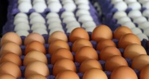 Sofralık yumurta ihracatında uygulanan fon kesintisi kaldırıldı