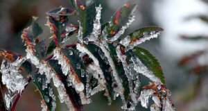 TBMM Zirai Don Olayını Araştırma Komisyonu Başkanı Korkmaz: Ağustosta ödemeler başlayabilir