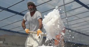 450 yıllık mucize! Dünyada sadece Kemah’ta var, 2 bin ton üretilecek
