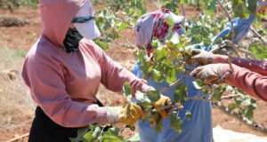 Boz Antep fıstığı kilosu 700 liradan satılıyor: Üretici mutlu