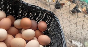 Yumurtada fiyat artışı sürüyor: Okulların açılmasıyla ‘Mayıs çukuru’ bitecek