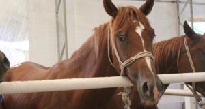 Bursa’da otomobil fiyatına tay satıldı